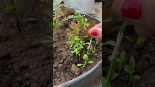 Seeds germination update 🌱youtube shorts trending ytshorts [upl. by Angadreme787]