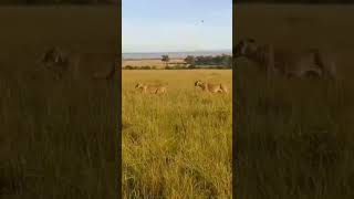 Only in the Maasai Mara 🎉🥳 🗣️ 😍turacoadventure Call us 254 722 821390 [upl. by Aisital711]