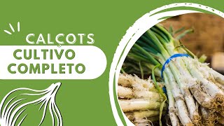 Como CULTIVAR CALÇOTS de PRINCIPIO a FIN Más de 6 meses en solo unos MINUTOS Cultivo Completo [upl. by Fairlie616]