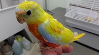 FireFly the Turquoisine Parakeet meets my Flock [upl. by Ullyot990]