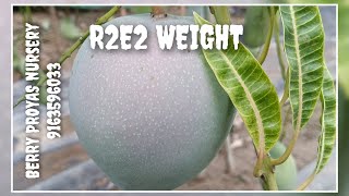 R2E2 MANGO WEIGHT [upl. by Eidnim327]