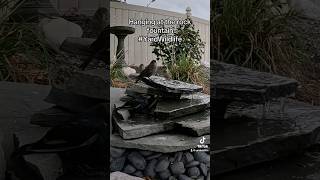 Brownheaded cowbirds joined by other birds at the rock fountain [upl. by Aytida692]