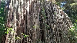 Fig Curtain Dimbulah Tablelands [upl. by Aihsar263]