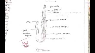 Chordate Practical file MSC ZoologyBSc Zoology [upl. by Tawsha617]