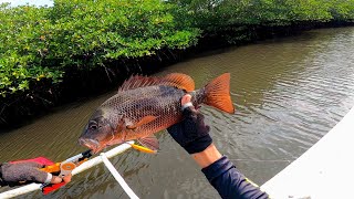 Mangrove Jack Hunting❗Mas Malalaki ang KUMAKAGAT [upl. by Yonit]