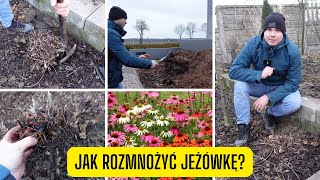 Jak rozmnożyć jeżówkę przez podział proste rozmnażanie jeżówek [upl. by Yssim]