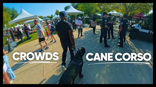 Crowded Events Socializing To Reduce Cane Corso Reactivity [upl. by Eiramacissej882]