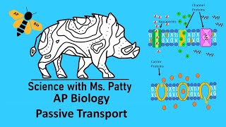 Passive Transport Across a Plasma Membrane [upl. by Naujek]