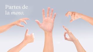 Las PARTES de la MANO ¡Explicado  EduCaixa [upl. by Annahsat]