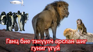 Амьтдын гаргадаг хачин сонин араншин Гоё Түүхүүд Goy tuuhuud mongol heleer kino duu 2024 barimtat [upl. by Alaehs]