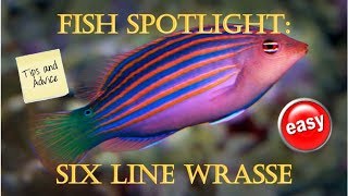 Fish Spotlight Six Line Wrasse [upl. by Eive395]