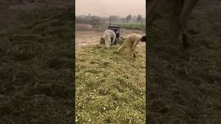 Silage Making at Baba Afzal Silage Chak no 431 JB silageseason masseyferguson [upl. by Natalee95]