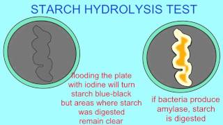 MICROBIOLOGY STARCH HYDROLYSIS TEST [upl. by Raffo]