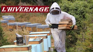 APICULTURE E12  Comment faire pour bien hiverner les colonies dabeilles  Ma méthode simple [upl. by Avraham]