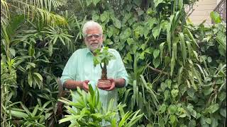 Pachira Aquatica  Money Plant   Picking Placing and Parenting Your Plant [upl. by Animlehliw]