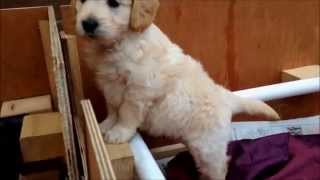 Miniature Goldendoodle Puppies Playing In The Whelping Box [upl. by Adnerak]