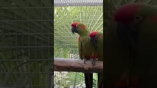 RedFronted Macaw… [upl. by Friedland]