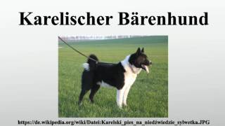 Karelischer Bärenhund [upl. by Boris]