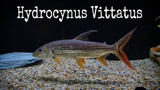 Vittatus Tiger Fish hydrocynus vittatus [upl. by Aitnwahs]