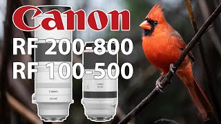 Canon RF 200800 amp 100500 Backyard Birding With EOS R6 Mark II amp R7 Cameras Low Light amp RAIN [upl. by Ahsekyt]