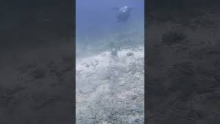 Титановый спинорог бали индонезия scubadiving gopro fish underwater ocean bali indonesia [upl. by Livingston]