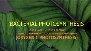 BACTERIAL PHOTOSYNTHESIS II LIGHT PHASE II OXYGENIC PHOTOSYNTHESIS [upl. by Flo]