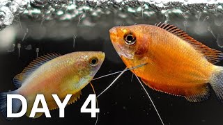 BREEDING Honey Gouramis  Day 1 to 150 [upl. by Guthry816]