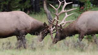 Elk Fight Practice Skirmish Yellowstone Bull Elk Rut [upl. by Bale]