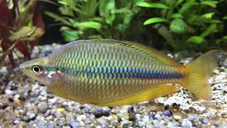 Coen river rainbowfish [upl. by Ahseila]