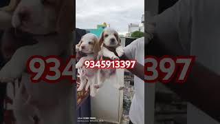 Beagle Puppy available for sale in Chennai call 9345913397 beagle pets chennai shorts ytshorts [upl. by Tayib800]