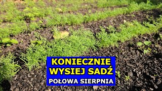 KONIECZNIE Wysiej Sadź te Warzywa w Połowie Sierpnia Co siać sadzić w Sierpniu Kalendarz Ogrodnika [upl. by Ati]