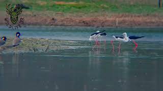 A group of birds that live in Lunugamwehera Reservoir [upl. by Darwin]