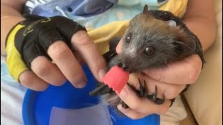 Baby flyingfox goes to the Shoalhaven this is Hungry Hippo [upl. by Royden]