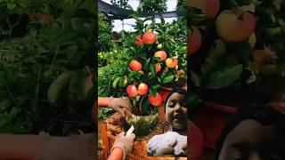 Apple fruit garden shortvideo shotrs fruit 🍎🍎🍎 [upl. by Akyssej]