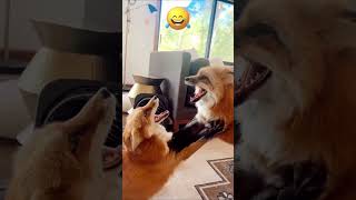 Funny fox like a doganimals dog dogs cat cats funny funnyvideo funnydogs funnyshorts [upl. by Chic]