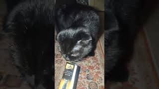 Why do cats knead youtube4animal youtube4cat cat catlover pets cutecat catlove kitty cats [upl. by Brandi674]