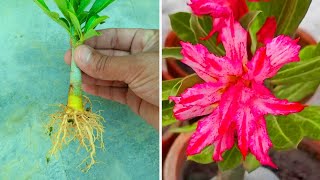 How To Propagate Adenium Plant  Growing Desert Rose From Cutting [upl. by Sydelle]