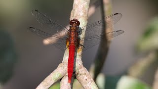 Red Dragonfly  4K [upl. by Kcim]