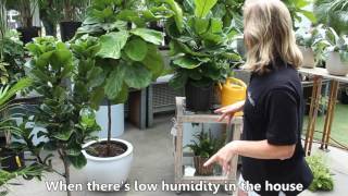 How to care for your Fiddle Leaf Fig plant or Ficus Lyrata [upl. by Hgielyak]