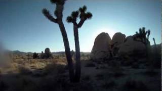 Joshua Tree [upl. by Alyled]