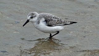 Drieteenstrandlopers  Sanderling  Calidris alba  Wijk aan Zee  Netherlands  2013 [upl. by Enoyrt]