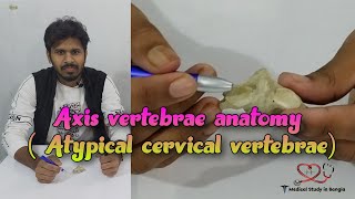 Axis vertebrae anatomy in bangla  Atypical cervical vertebrae  Medical study in Bangla [upl. by Loar]