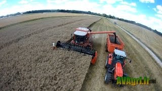 MASSEY Activa à la récolte du Colza en 2013 [upl. by Kcod]