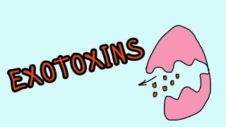 Exotoxine  Wellknown exotoxins botulinum toxin Corynebacterium diphtheriae [upl. by Sammy]