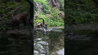 Anhinga is Hunting underwater florida wildbirds natute springs [upl. by Robinia]