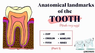 Anatomical landmarks of the tooth  Part 1  Simplified  Medinare [upl. by Dosh]