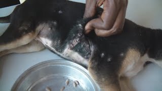 Remove mango worms in dog Couldnt Finish Shooting Video worms EP 5 [upl. by Cinamod]