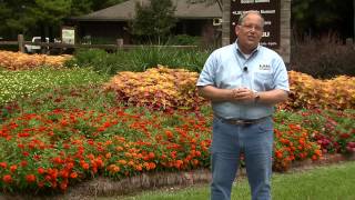 Profusion zinnias beautiful disease resistant flowers [upl. by Htrap746]