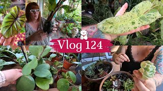 VLOG 124🌿UN GROS COLIS DUNE ABONNEE  Mes boutures de succulentes en substrat  JARDINERIE Baratet [upl. by Iraam]