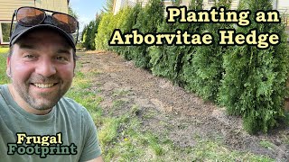 Planting an Arborvitae Hedge [upl. by Dupuy783]